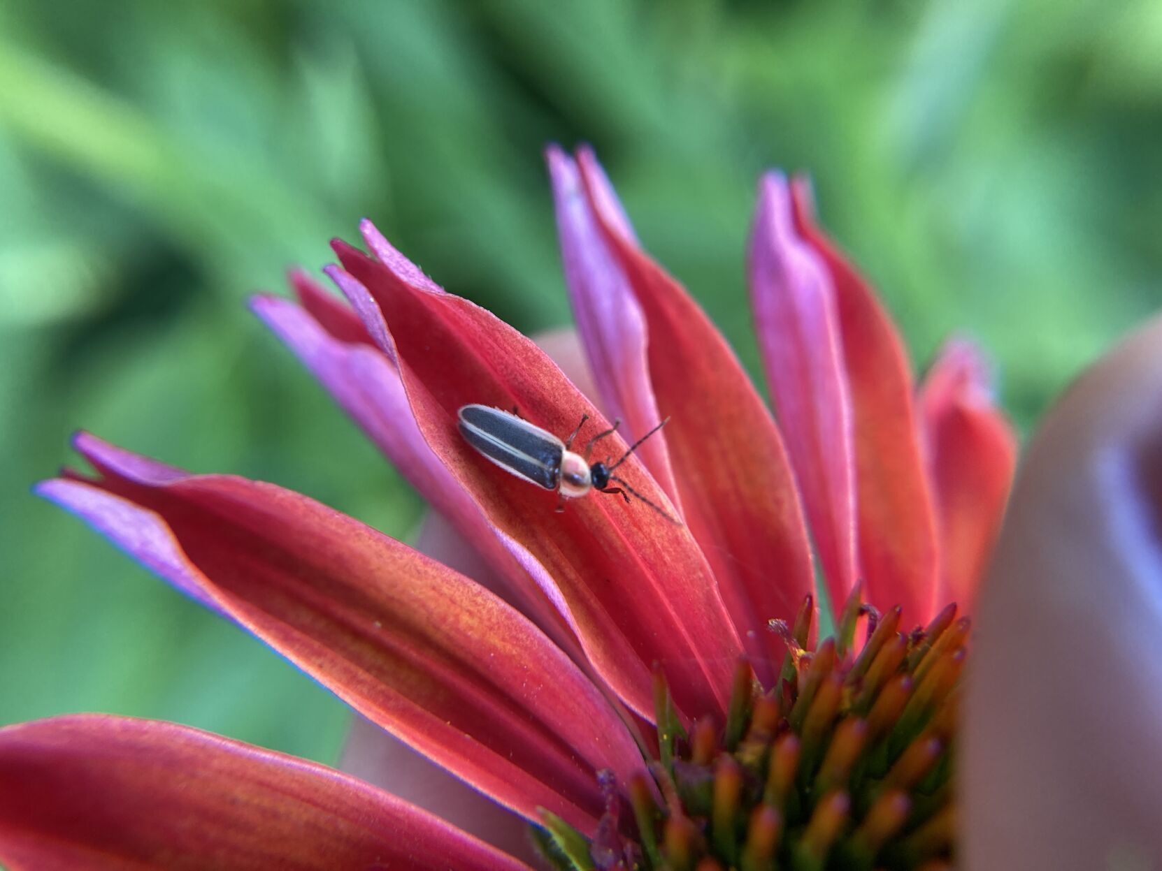 firefly 1
